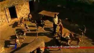 Chasse : Le dressage des chiens
