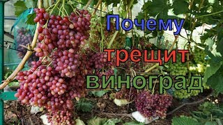 Виноград. Как избежать растрескивания  ягоды.