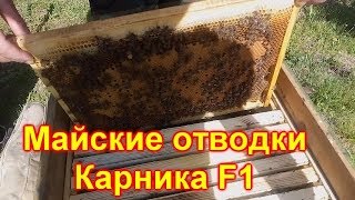 Майские отводки. Карника F1