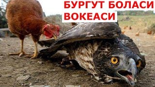 УЗИНИ ТОВУКМАН ДЕБ УЙЛАГАН БУРГУТ БОЛАСИ таъсирли ривоят