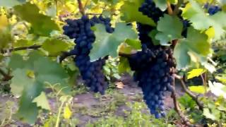Виноград Византия. Урожай 2014