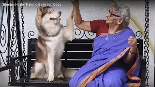 Siberian Husky Training By Action Dogs