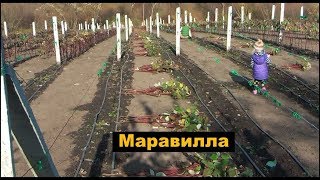 Малина Маравилла - подготовка к зимнему сну