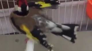 Ζευγάρωμα καρδερίνας!! (Carduelis Carduelis)