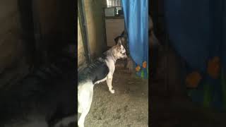 Щенки восточноевропейской овчарки 3 месяца.