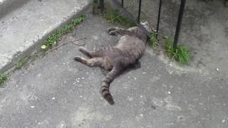 Живодёры в Сумах. Убийство котов (Сумы, пр.М.Лушпы 7)(05072017)