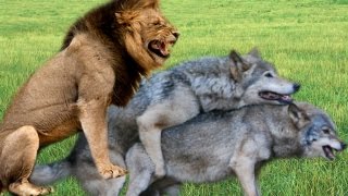 Tiger Wolf Lion Mating : Different Animals