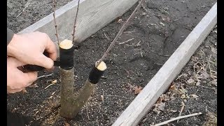 Когда и как прививать плодово-ягодные деревья
