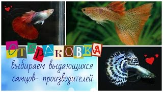 Самцы ГУППИ отбраковка и выдающиеся производители. АКВАРИУМ.Селекция
