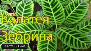 Калатея зебрина уход в домашних условиях / Calathea zebrina care at home