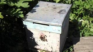 какой улей лучше для начинающего пчеловода ( видео )