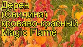 Дерен кроваво-красный Магиc Фламе. Краткий обзор, описание cornus sanguinea Magic Flame