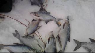 Зимняя рыбалка на АХТУБЕ. п. СОКРУТОВКА