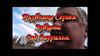 Клубника Сергея Зубцова.Сад Зауралья.
