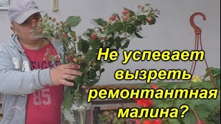 Дозаривание осенней малины- народный суперспособ!