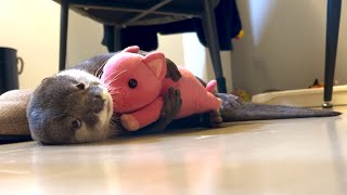 カワウソさくら 豚と飼い主の足の抱き心地を比べるカワウソ otter holding a pig and owner's legs