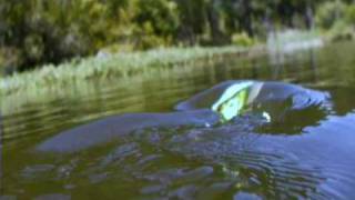 Mann's Products - The Weasel - Hard Nose Swim Shad - Baby Waker