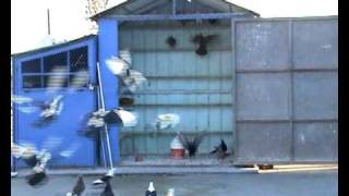 LADIA KAI MAVRA VOUTES PIGEONS