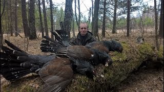 Охота на глухаря на току на южном урале