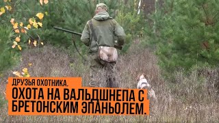 Друзья охотника. Охота на вальдшнепа с бретонским эпаньолем.