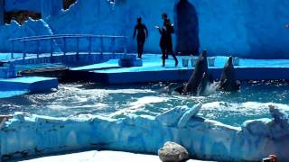 HD Mundo Marino San Clemente Show Mundo Marino Orca Ballenas delfines Buenos Aires Verano 2010   1/3