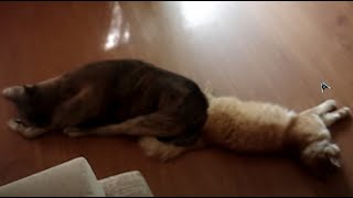 CATDOG