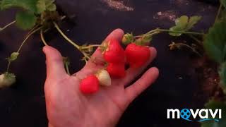 Все секреты выращивания клубники. Обобщение опыта.