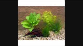 How To Breed AngelFish (The Easy Way)