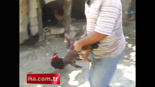 Aşık horoz kıskançlık krizinde!