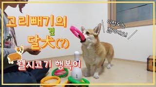 고리빼기는 개껌이죠! 전세계 고리빼기 1인자 천재견♥웰시코기행복이♥ㅣ프로연우_ProYeonwoo