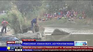 Melihat Pawang Australia Melepas Ban dari Leher Buaya di Palu