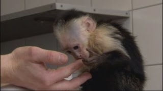 Justin Bieber's monkey: Status update