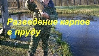 Разведение карпов в пруду. Разведение карпов.