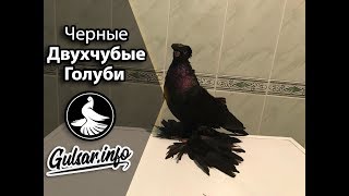 ЧЕРНЫЕ ДВУХЧУБЫЕ ГОЛУБИ / PIGEONS / TAUBE  #Gulsarinfo©