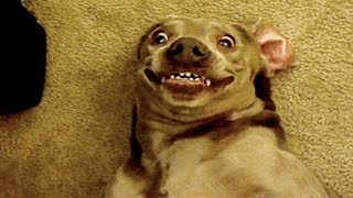 ? Funniest ? Dogs and ? Cats - Awesome Funny Pet Animals' Life Videos ?