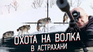 Охота на волка, выстрел и попадание в кадре!