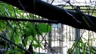 Condition de vie des chiens en dans une fourrière en Guadeloupe
