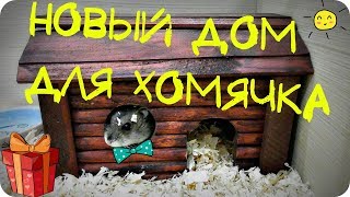 Новый дом для хомячка сделали своими руками на канале УльТиВи. Хомяк ест свой