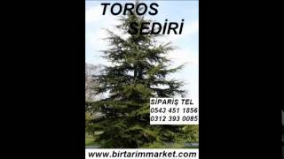 Lübnan sediri tohumu,Toros sediri tohumu fiyatı,Toros sediri tohumu fiyatları,Toros sediri tohumu sa