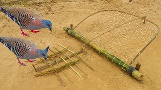 Easy Bird Trap - Simple DIY Creative Bird Trap make from Net That Work 100% By Men