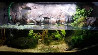 Bauanleitung eines Aquarium/Paludarium für Molche: Build a Aquarium/Paludarium for Newts