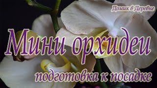 Мини орхидеи! Обзор и подготовка к посадке!