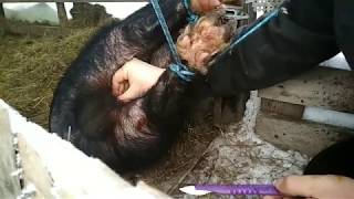 Как кастрировать взрослого кабанчика в одиночку?