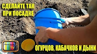 СДЕЛАЙТЕ ТАК ПРИ ПОСАДКЕ ДЫНИ, ОГУРЦОВ И КАБАЧКОВ ПОЛУЧИТЕ БОГАТЫЙ УРОЖАЙ