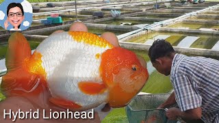 ปลาทอง สิงห์ลูกผสม hybrid Lionhead#ป้าตุ้ยยูทูป