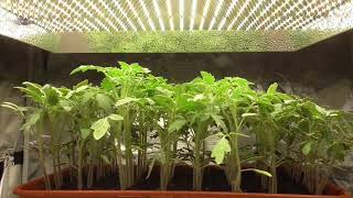 Самая высокая оценка продукции MARS HYDRO! 
