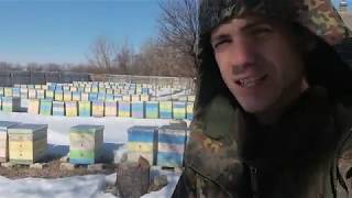 Пришла весна, но пчелы не летают. Где весна?