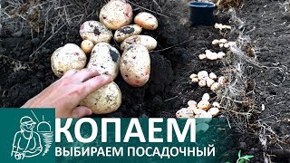 ? Уборка урожая картофеля | Выращивание картошки по технологии Гордеевых