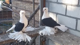 Бойные Голуби Ставропольский Kрай ( Гегам Назаров , г. Георгиевск )