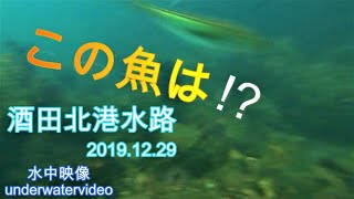 速報！！　酒田 北港 水路　ハタハタ　水中映像　釣り　情報　2019 12 29 underwater videography